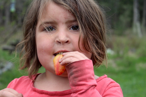 孩子吃食用郁金香花