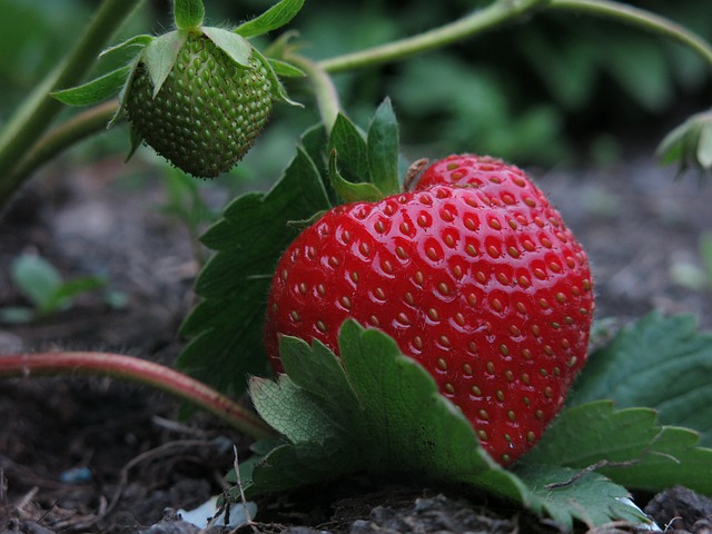 小草莓在藤蔓上